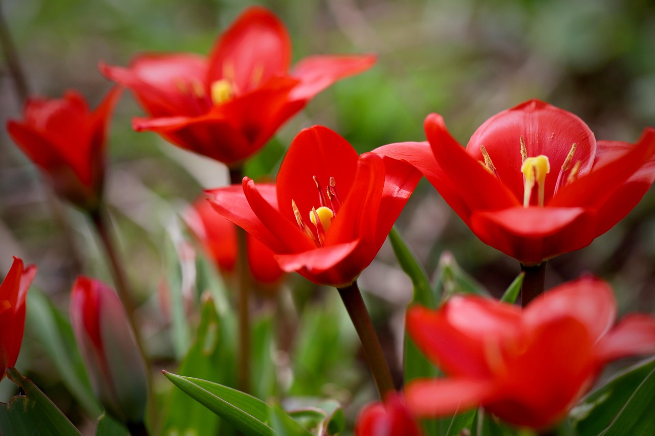 fusilier tulip, multi-flowered tulip, flower background, red flowers, beautiful flowers, tulips, flower wallpaper, petals, flower, blooms, nature, blossoms, flower, flower, flower, flower, flower-7942127.jpg